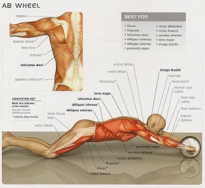 AB Wheel A Complete Body Work Out | Total body Exerciser,Slims, Trims & Tones Abdominal, Waist, Arms, Back & Shoulders,A Complete Body Work Out
