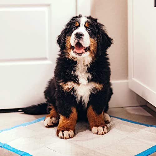 Four Paws Wee-Wee Superior Performance Unscented Pee Pads for Dogs & Puppies, Quilted Leak-Proof Dog Housebreaking Potty Training Floor Protection, 22" x 23", 100 Count - size: 100 Count
