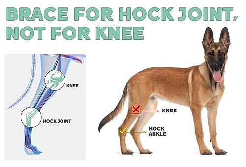 Dog Leg Brace for Hind Hock Joint, Rear Ankle Compression Wrap with Metal Strips Strong Support for Torn ACL & CCL, Prevents from Injury and Sprain, Helps with Wounds Care and Arthritis (S) - size: S-Right
