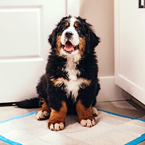 Four Paws Wee-Wee Superior Performance Dog Pee Pads, 7 Count | Quilted leak-proof puppy pads, dog housebreaking & potty training, 24-hour floor protection, pet supplies, 22" x 23" - size: 7 Count