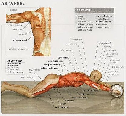 Ab Wheel a Complete Body Work Out